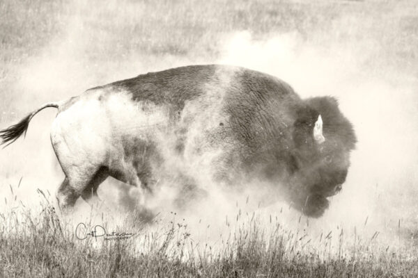 Shop Wyoming DUST CLOUDS