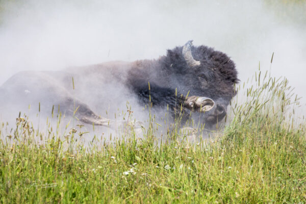 Shop Wyoming BUFFALO ROLL