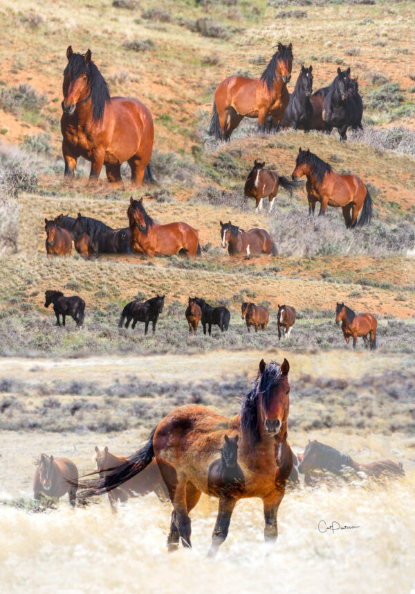 Shop Wyoming WILD HORSE MONTAGE FLOUR SACK TOWEL