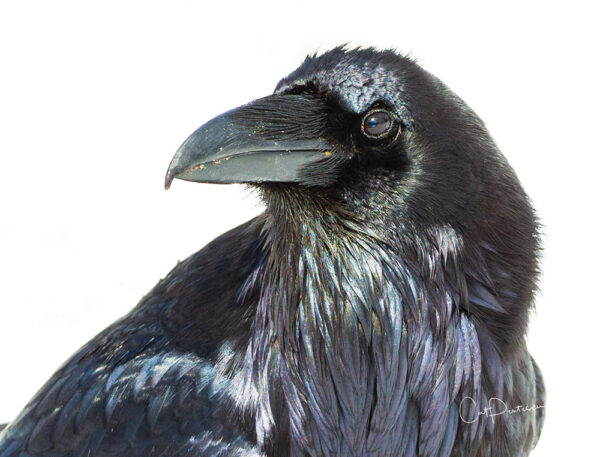 Shop Wyoming Note Cards – RAVING RAVEN