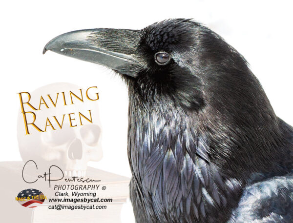 Shop Wyoming Note Cards – RAVING RAVEN