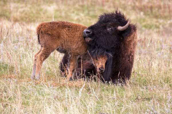 Shop Wyoming HUGS