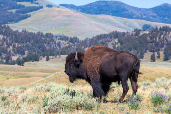 Shop Wyoming WANDER AND ROAM