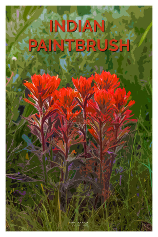 Shop Wyoming Indian Paintbrush Wildflowers 12×18 High Quality Vintage Poster Art Print – Original Artwork by Seneca Creek Studios