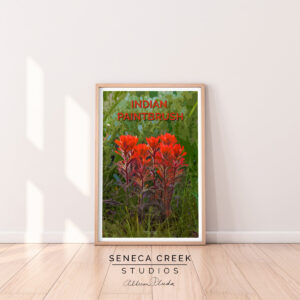 Shop Wyoming Indian Paintbrush Wildflowers 12×18 High Quality Vintage Poster Art Print – Original Artwork by Seneca Creek Studios