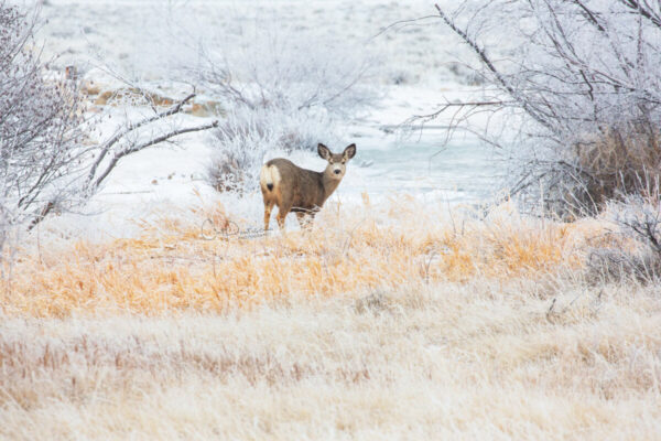 Shop Wyoming COLD WINTER MORN’